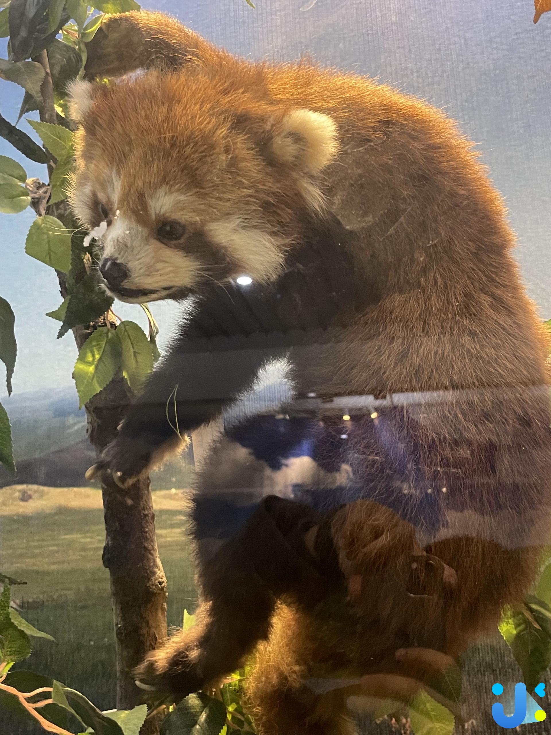 动物标本